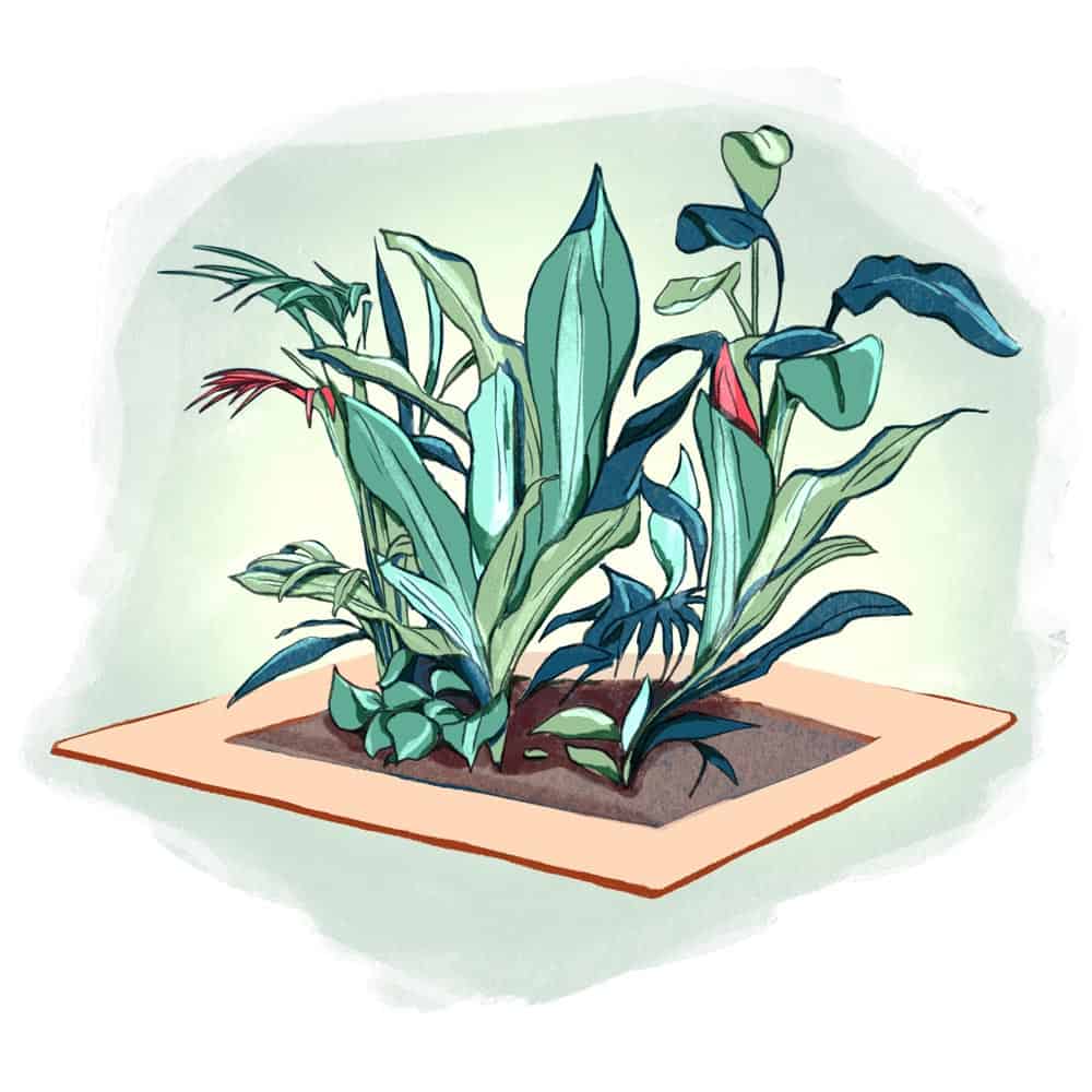 Umaneco Nesite plants