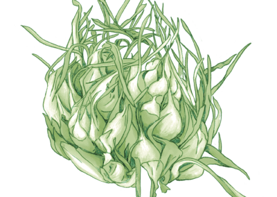 Verdurology puntarelle