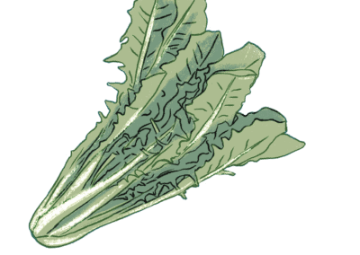 Verdurology cicoria