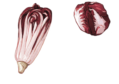 Verdurology radicchio