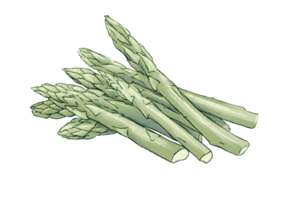 Verdurology asparagi